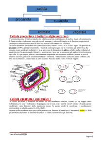 Cellula procariota ( batteri e alghe azzurre ) Cellula eucariota ( con