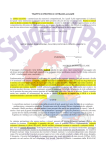 traffico proteico intracellulare