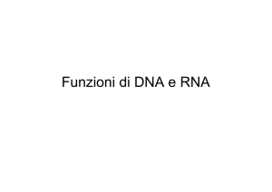 Funzioni di DNA e RNA