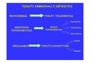 tessuti embrionali e definitivi protoderma tessuti