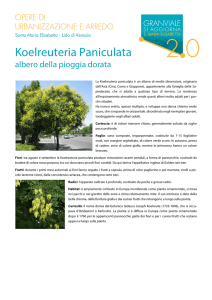 Koelreuteria Paniculata
