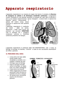 L`apparato respiratorio è un insieme di organi che
