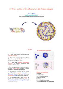 2. Virus e proteine virali: dalla struttura alla - Digilander