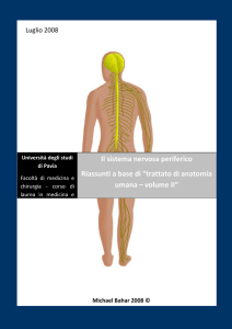 Il sistema nervosa periferico Riassunti a base di “trattato di anatomia