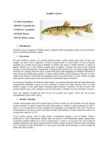 BARBO CANINO - Ufficio Pesca della Provincia di Grosseto