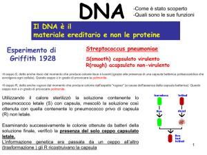 Diapositiva 1 - Amedeo Amedei