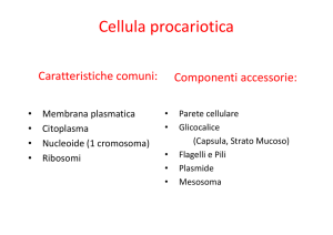 Cellula procariotica