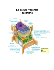 La cellula vegetale eucariota