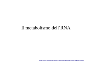 Il metabolismo dell`RNA