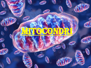 I mitocondri - dst.unisannio.it