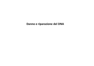 Danno e riparazione del DNA