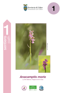 Pannelli orchidee - Provincia di Udine
