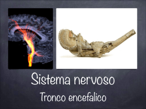 LTA6_SN4_Tronco encefalico