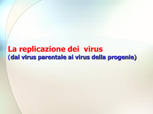 La replicazione di un virus si può dividere in diverse fasi: