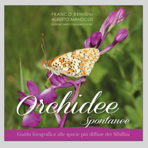 Orchidee Spontanee - Provincia di Fermo