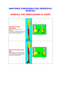 Anatomia funzionale dei principali muscoli 1