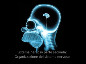 corteccia cerebrale
