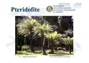 Pteridofite - Museo Botanico UNIVPM