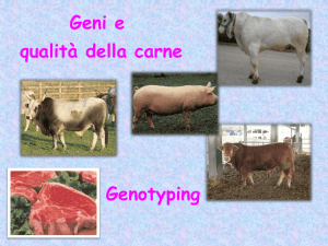 qualit   carne geni genotyping