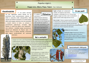 Popolus nigra L. - Parco dell`amicizia