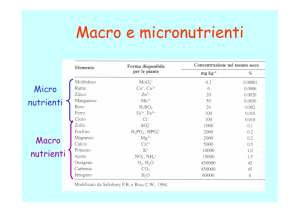 Macro e micronutrienti