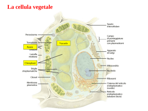 4 La cellula - Il vacuolo