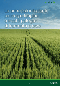 principali infestanti, patologie fungine e insetti