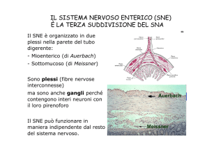 neuroni del plesso mioenterico