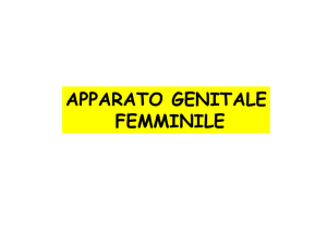 Apparato genitale femminile e maschile File - e-Learning