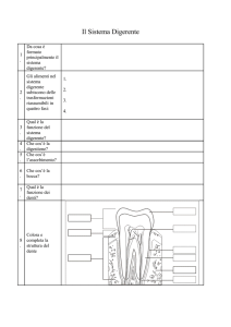 Il Sistema Digerente
