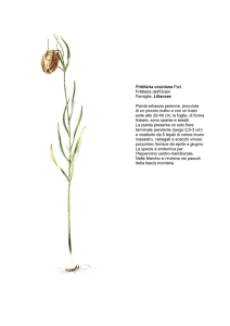 Fritillaria orsiniana ParI. Fritillaria dell`Orsini Famiglia: Liliaceae