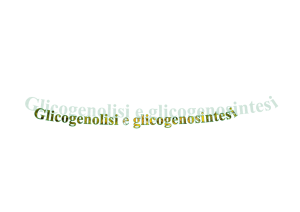 Glicogenolisi e glicogenosintesi