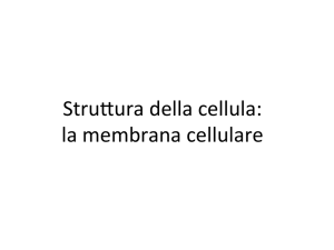 Strulura della cellula: la membrana cellulare