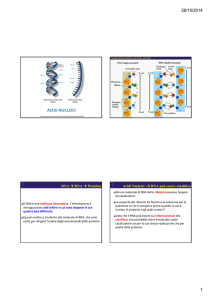 Diapositive sul DNA