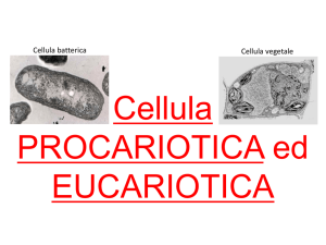 Cellula batterica Cellula vegetale - e