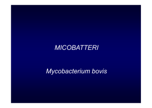 MICOBATTERI Mycobacterium bovis