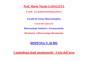 Ciclo dell`urea - Classi di Laurea in Biotecnologie - Bari