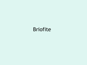 Briofite e Pteridofite