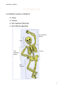 Lo scheletro umano si divide in: • Testa • Tronco • Arti superiori