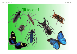 Gli insetti.notebook