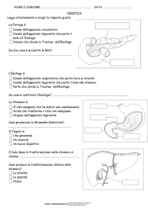 L`esofago, il fegato, lo stomaco e il pancreas