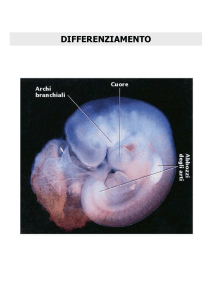 DIFFERENZIAMENTO