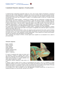I camaleonti Chamaeleo calyptratus e Furcifer pardalis