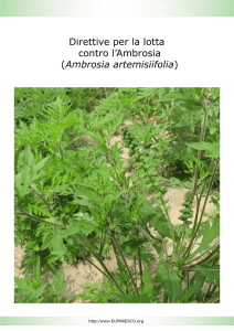 Direttive per la lotta contro l`Ambrosia (Ambrosia artemisiifolia)