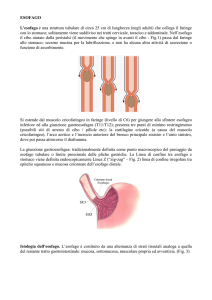tumori dell`esofago