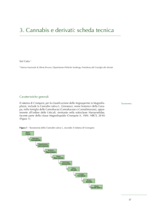 3. Cannabis e derivati: scheda tecnica