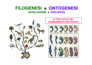 Filogenesi e ontogenesi