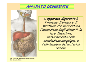 apparato digerente 2 - Dipartimento di Scienze Psicologiche, della