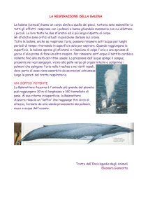 LA RESPIRAZIONE DELLA BALENA Le balene (cetacei) hanno un