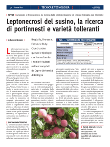 Leptonecrosi del susino, la ricerca di portinnesti e varietà